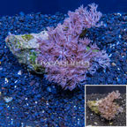 Xenia Coral Indonesia (click for more detail)