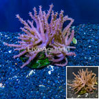 Tree Coral Indonesia (click for more detail)