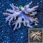 Sinularia Leather Coral Vietnam (click for more detail)