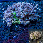 Xenia Coral Indonesia (click for more detail)