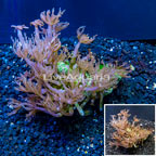Waving Hand Coral Vietnam (click for more detail)
