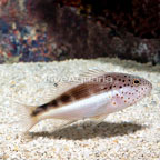 Freckled Hawkfish (click for more detail)