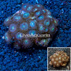Zoanthus Coral Indonesia (click for more detail)
