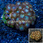 Zoanthus Coral Indonesia (click for more detail)