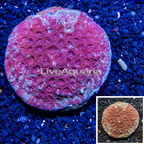 Goniastrea Brain Coral Indonesia (click for more detail)