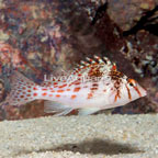 Spotted Hawkfish (click for more detail)