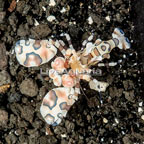 Harlequin Shrimp (click for more detail)