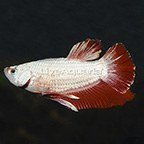 Red Dragon Halfmoon Plakat Betta, Male (click for more detail)