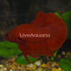 Red Plakat Betta, Male (click for more detail)
