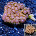 Zoanthus Coral Indonesia (click for more detail)