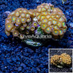 Zoanthus Coral Indonesia (click for more detail)