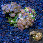 Zoanthus Coral Vietnam (click for more detail)