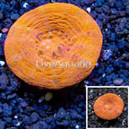 Scolymia Coral Australia (click for more detail)
