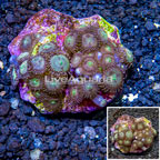 Zoanthus Coral Indonesia (click for more detail)