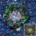 Pineapple Tree Coral Indonesia (click for more detail)