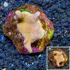 Devil's Hand Leather Coral Indonesia (click for more detail)