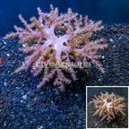 Pineapple Tree Coral Indonesia (click for more detail)