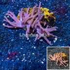 Tree Coral Indonesia (click for more detail)