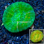 Scolymia Coral Australia (click for more detail)