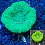 Scolymia Coral Australia (click for more detail)
