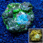 Actinodiscus Mushroom Indonesia (click for more detail)