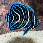 Koran Angelfish, Juvenile (click for more detail)