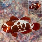 Peacekeeper Maroon Clownfish (click for more detail)