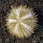 Pincushion Urchin (click for more detail)