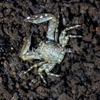 Porcelain Crab (click for more detail)