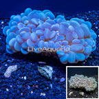 Bubble Coral Indonesia (click for more detail)