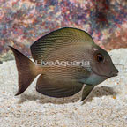 Striated Bristletooth Tang [Blemish] (click for more detail)