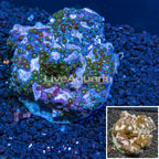 Zoanthus Coral Indonesia (click for more detail)