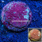 Goniastrea Brain Coral Indonesia (click for more detail)