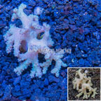 Sinularia Leather Coral Vietnam (click for more detail)