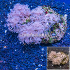 Xenia Coral Indonesia (click for more detail)