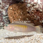 Yellow Breasted Dottyback (click for more detail)