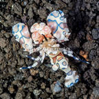 Harlequin Shrimp (click for more detail)