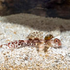 Red Scooter Dragonet  (click for more detail)