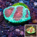 LiveAquaria® Cultured Goniastrea Brain Coral (click for more detail)