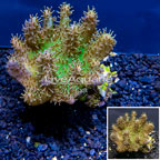 Devil's Hand Leather Coral Indonesia (click for more detail)