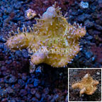 Devil's Hand Leather Coral Vietnam (click for more detail)