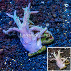 Sinularia Leather Coral Vietnam (click for more detail)