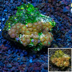 Zoanthus Coral Vietnam (click for more detail)