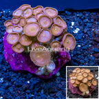 Protopalythoa Coral Indonesia (click for more detail)