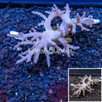 Sinularia Leather Coral Vietnam (click for more detail)