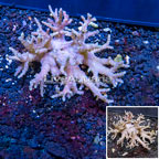 Sinularia Leather Coral Vietnam (click for more detail)