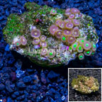 Zoanthus Coral Indonesia (click for more detail)