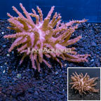 Tree Coral Indonesia (click for more detail)