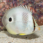 Four Eyed Butterflyfish (click for more detail)