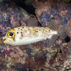 Porcupine Puffer (click for more detail)